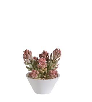 SUCCULENT+POT PINK