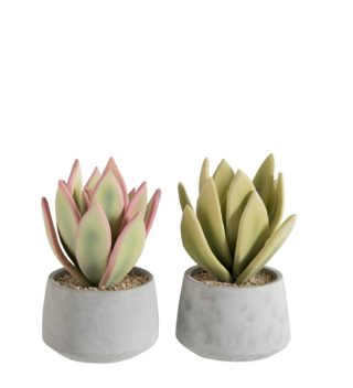 SUCCULENT+POT GRN/PK/CEM