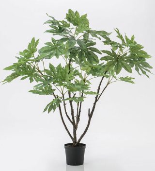 Fatsia Japonica plant pots