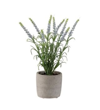 Lanvender potted