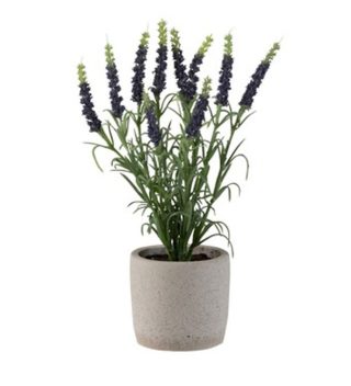 Lanvender PURP 8.5x28-2571J potted