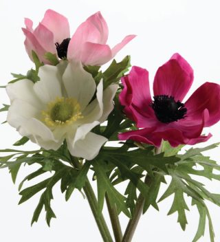 Hoa Anemone Flaccida Ass/3