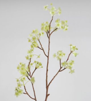 Hoa Blossom Japonica