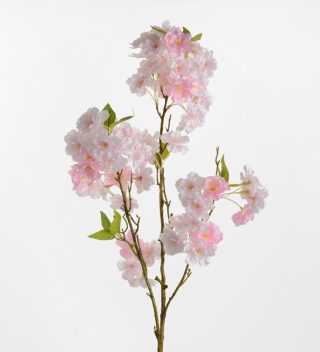 Hoa Đào Cherry