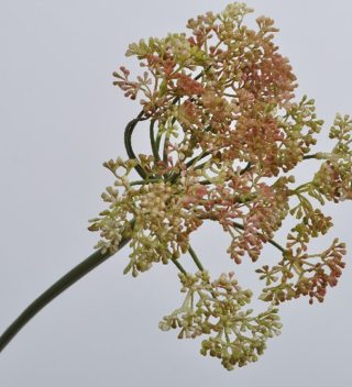 ANETH SPRAY GREEN  PINK 61 CM