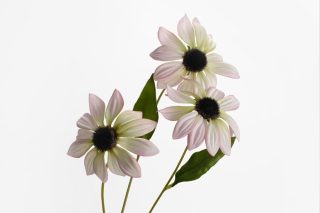 Gaillarde white flower