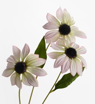 Gaillarde white flower