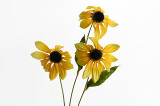 Gaillarde yellow flower