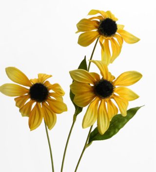 Gaillarde yellow flower