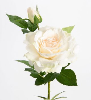 Rose Margaret Flower