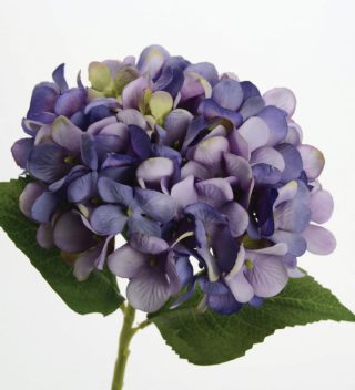 Hoa Hortensia Mini Blue