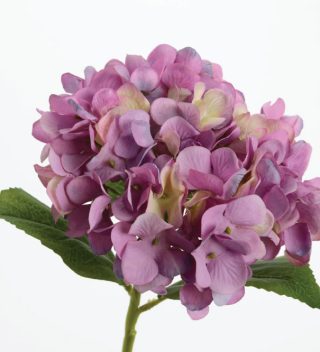 Hoa Hortensia Mini Mauve