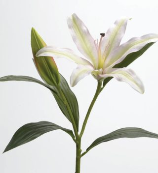 Hoa Lys Casablanca Cream