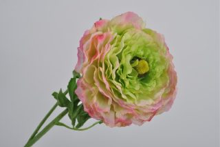 Hoa Ranunculus Màu Hồng Xanh 54Cm