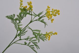Hoa Mimosa Màu Vàng 87Cm