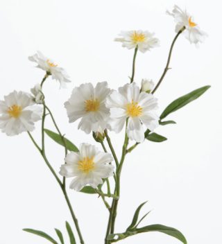Hoa Mini Cosmos White