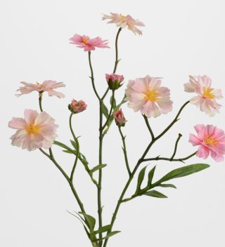 Mini Cosmos pink Flower