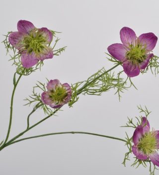 NIGELLA SPRAY VIOLET 56 CM