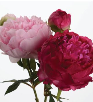 Pivoine Fashn