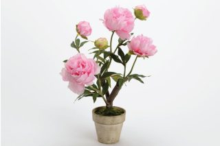 Chậu Hoa Pivoine Gloria