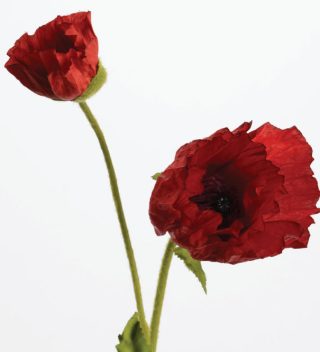 Hoa Poppy Catharina Red