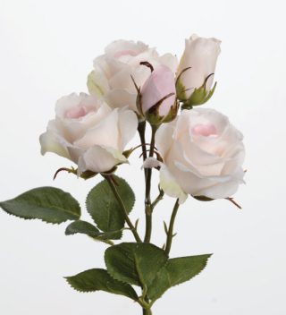 Rose Dream flower