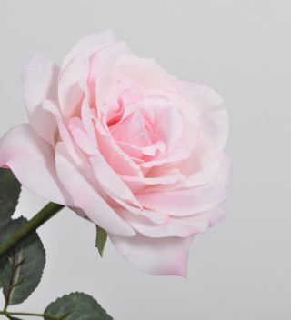 cành hoa hồng rose pink