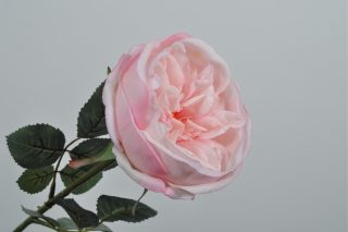 Hoa Hồng Pedoncule Màu Hồng Nhạt 36Cm