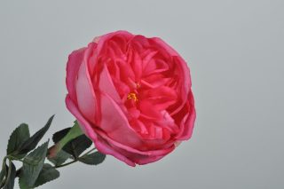 Hoa Hồng Pedoncule 36Cm