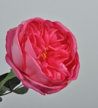 Hoa Hồng Pedoncule 36Cm