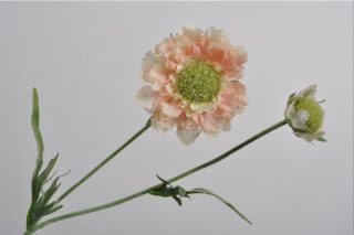 SCABIOSA SPRAY PEACH 54 CM