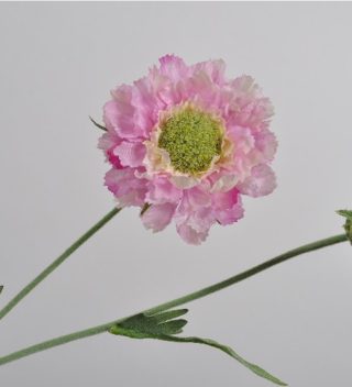 SCABIOSA SPRAY ROSE 54 CM