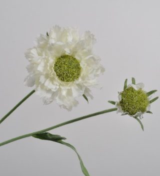 SCABIOSA SPRAY WHITE 54 CM