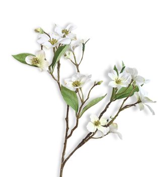 Hoa Dương Đào (Dogwood)