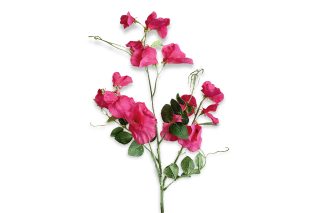 Hoa Lathyrus