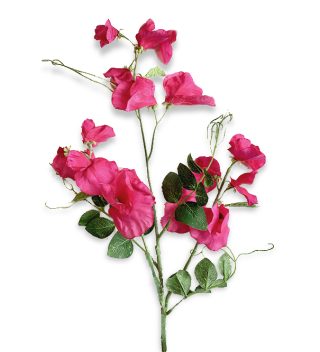Hoa Lathyrus