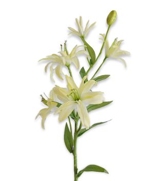 Hoa Lily