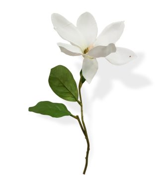 Magnolia flower