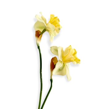 Hoa Narcissus