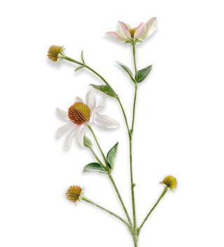 Hoa Rudbeckia Trắng