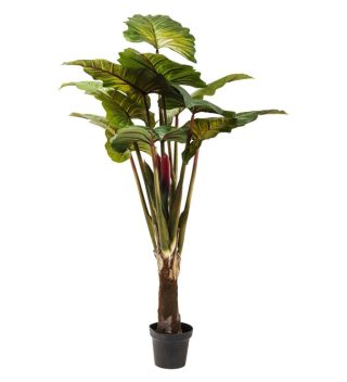 Deco Plant Rainforest