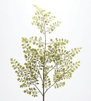 Lá Green