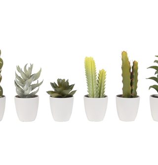 Cactus pot PT2884