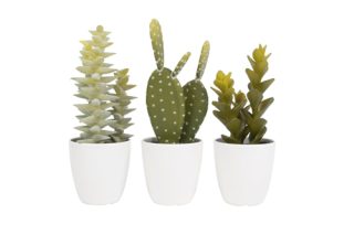 Cây Xương Rồng Trang Trí Pt2885