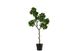 Chậu Cây Ginseng 12518J