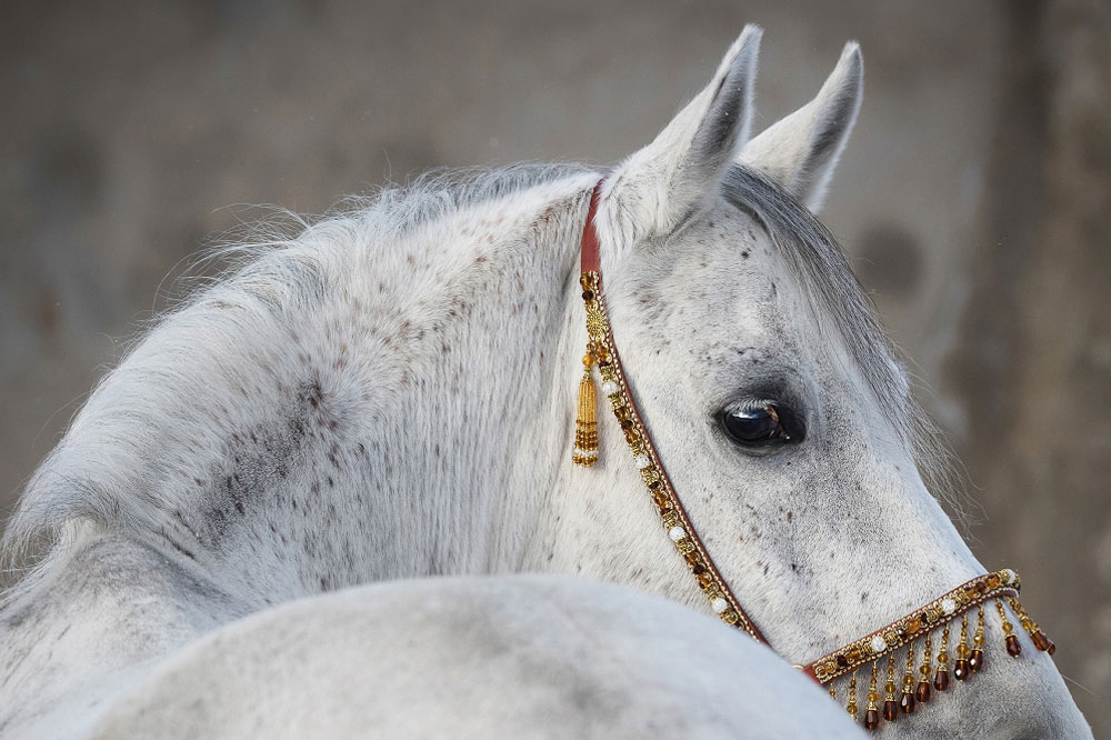 104198-tranh-dau-ngua