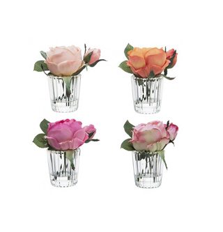 Bailey rose potted