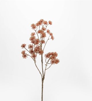 Hoa Graine Aralia 80Cm
