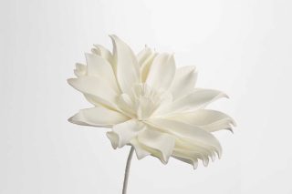 Hoa Pana Trắng 80Cm