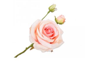 Hoa Hồng Màu Hồng Phấn 59Cm